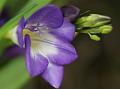 2013-0623-1425_Freesia_16.1C